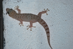 Phyllodactylus lanei