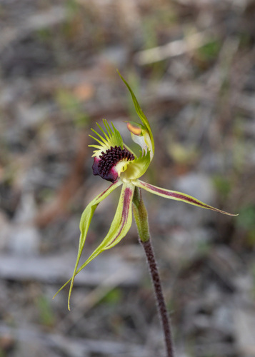 Upright spider orchid (Caladenia stricta)
