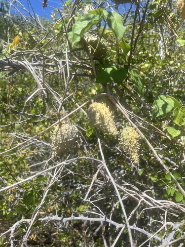 beach milkvine (Ibatia maritima)