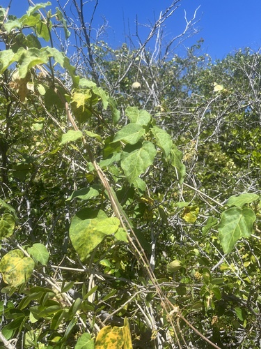 Ibatia maritima, photograph 3