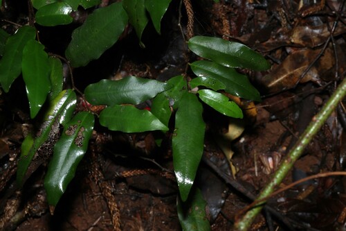 fissistigma (Meiogyne stenopetala)