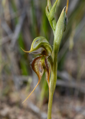 Sandhill Greenhood (Pterostylis arenicola)