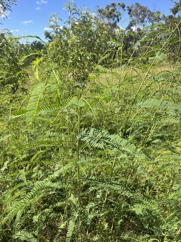 Sesbania Pea