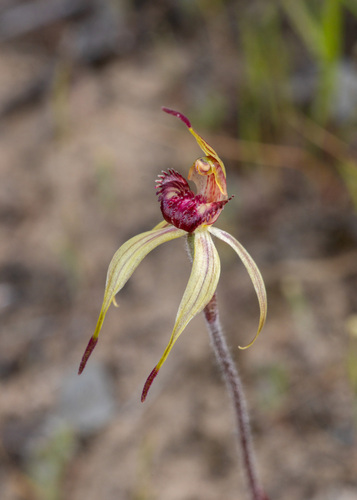 Coorong spider orchid (Caladenia strigosa)