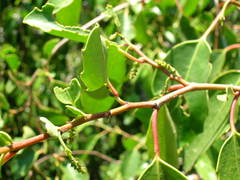 Azara petiolaris