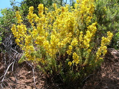 Calceolaria thyrsiflora