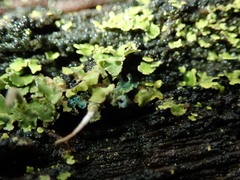 Arthrorhaphis aeruginosa