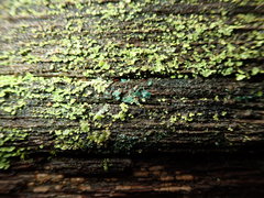 Arthrorhaphis aeruginosa