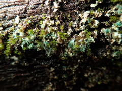 Arthrorhaphis aeruginosa