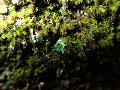 Arthrorhaphis aeruginosa