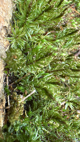 Atrichum crispulum observed 2026-03-13