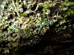 Arthrorhaphis aeruginosa