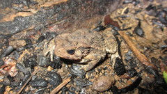 Ingerophrynus biporcatus