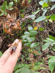 Gaultheria oppositifolia