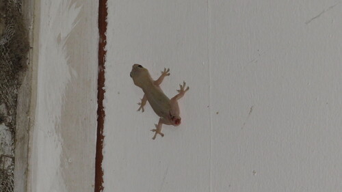 Hemidactylus frenatus