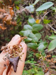 Gaultheria oppositifolia