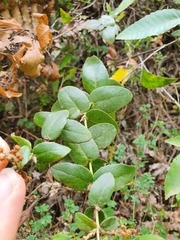 Gaultheria oppositifolia