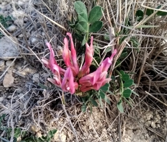 Astragalus incanus