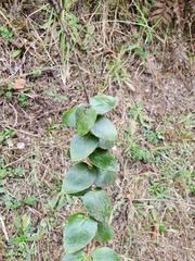 Gaultheria oppositifolia