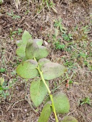Gaultheria oppositifolia