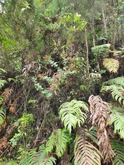 Gaultheria oppositifolia