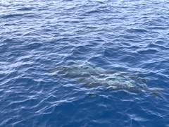 Globicephala