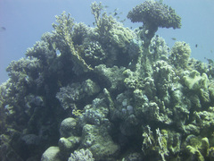 Pycnochromis dimidiatus