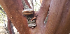 Phellinus arctostaphyli