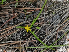Hypoxis mexicana