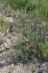 Astragalus varius