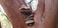 Phellinus arctostaphyli