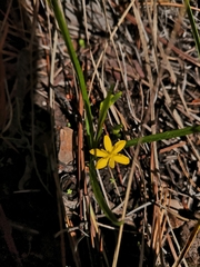 Hypoxis mexicana