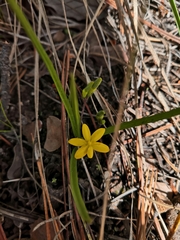 Hypoxis mexicana