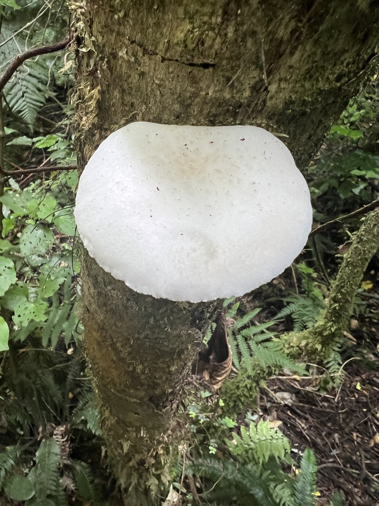 Oudemansiella australis · December 2025 · photo: © siobhanleachman (iNaturalist, cc0)