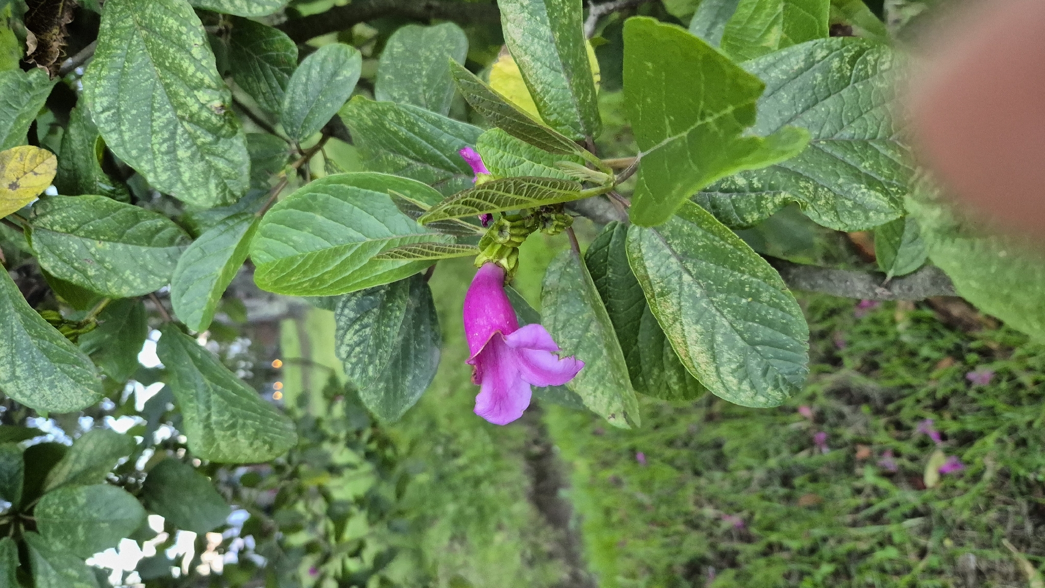 Foto de Delostoma integrifolium D.Don