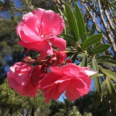 Nerium oleander