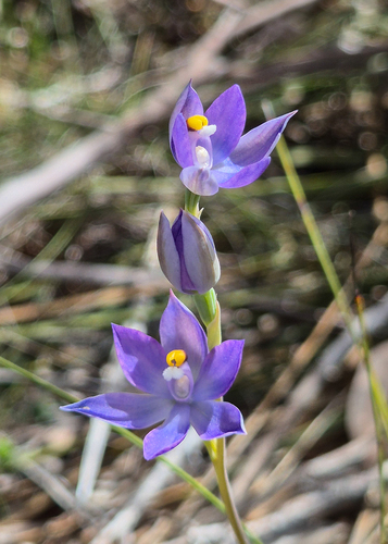 plains sun orchid (Thelymitra megacalyptra)