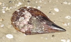 Balanus trigonus