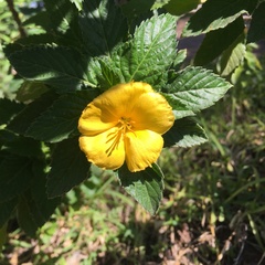 Turnera ulmifolia