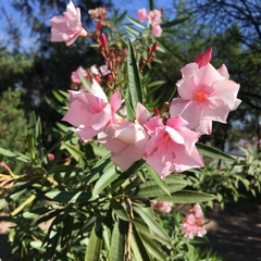 Nerium oleander
