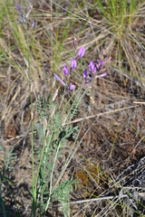 Astragalus varius