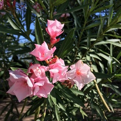 Nerium oleander