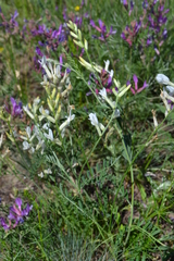 Astragalus varius