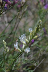 Astragalus varius