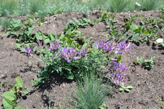 Astragalus varius