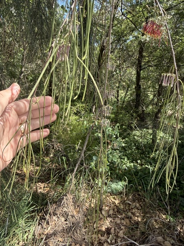 needle-leaf mistletoe (Amyema cambagei)