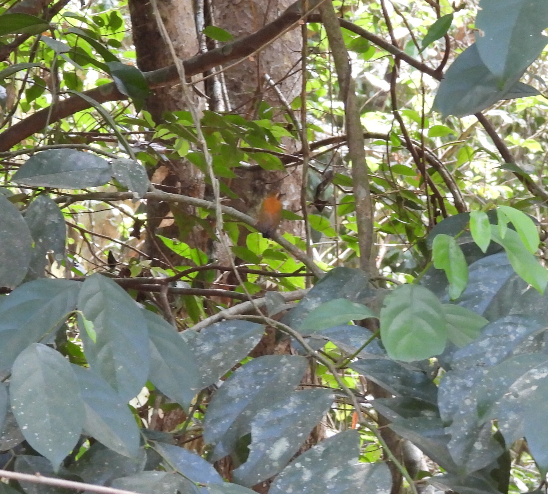 White-browed Piculet (Sasia ochracea), photo 4