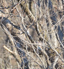 Colaptes auratus