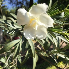 Nerium oleander