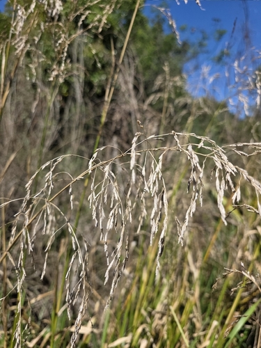 reed meadowgrass (Glyceria maxima)